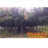 专供1-15cm栾树.黄山栾树.北京栾树.栾树小苗.栾树价格