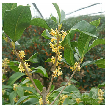 桂花出售宇彤金桂、丹桂百亩桂花价格直供