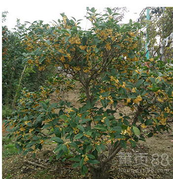 桂花基地批发桂花盆栽、嫁接桂花树园林桂花苗木正规