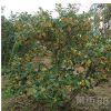桂花基地批发桂花盆栽、嫁接桂花树园林桂花苗木正规