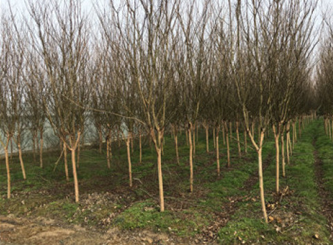 河南龙安区14公分紫薇供应信息优质廉价