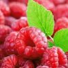 树莓的功效与作用可美容养颜改善视力
