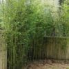 北京适合种什么竹子,北京竹子价格,竹子种类