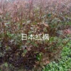 浙江日本红枫5介绍/特征/用途