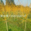 浙江黄金槐哪里好/哪家便宜