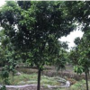 浙江香泡树/ 嵊州柚子树/10公分柚子树大量供应/香泡树价