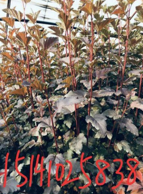 双丰苗圃批发紫叶风箱果金叶风箱果容器苗小苗大苗规格齐全价格合