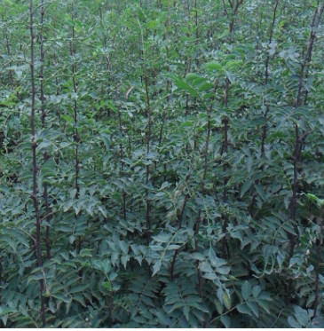 四川麻辣花椒苗 大红袍花椒树苗 快递包邮