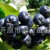 开原苗圃基地直供黑果花楸长年批发黑果花楸大量供应黑果花楸批发
