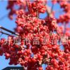 开原苗圃 基地直供桃叶卫矛苗木大量供应规格齐全桃叶卫矛批发