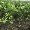 基地由良蜜桔苗 蜜桔树苗盆栽地栽 高度30-60由良蜜桔苗批发