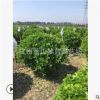 大叶黄杨球 土球好 冠幅好 花灌木 地被 球类 色块类 草花类 乔木