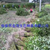 香樟张家界地区+小叶香樟小苗供应
