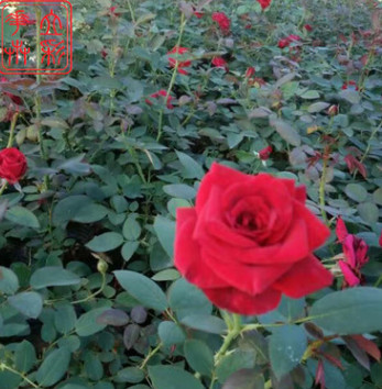 基地直销月季苗 大量批发月季苗 盆栽月季 绿化花卉植物