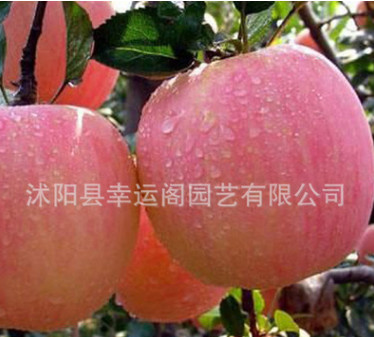 基地长期供应盆栽地栽嫁接苹果苗 红肉 富士苹果树苗南北方可种植