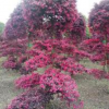 红花继木造型 原生红花继木树形