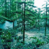 成都地区造型罗汉松销售批发