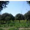 精品香樟\桂花\广玉兰\香泡