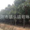 风景树广玉兰树苗 绿化玉兰苗批发 广玉兰苗 8-10-15公分直径