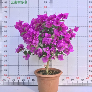 树多多三角梅云南紫大苗球型叶子花四季爬藤绿植盆栽带花苞带软盆