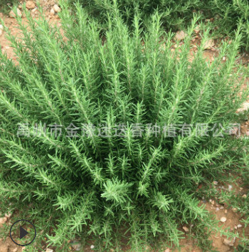 基地供应批发马鞭草酮迷迭香鲜枝条 迷迭香鲜枝叶 精油纯露原料