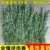 种植基地直供普通新鲜迷迭香枝条叶 精油纯露提取原料批发