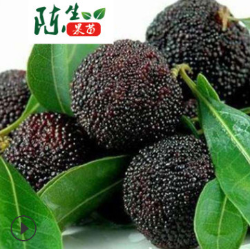 广西果苗基地陈生果苗树果苗木果树种苗果树苗木黑炭杨梅