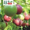 广西果苗基地陈生果苗树果苗木果树苗木南方种植台农一号百香果苗