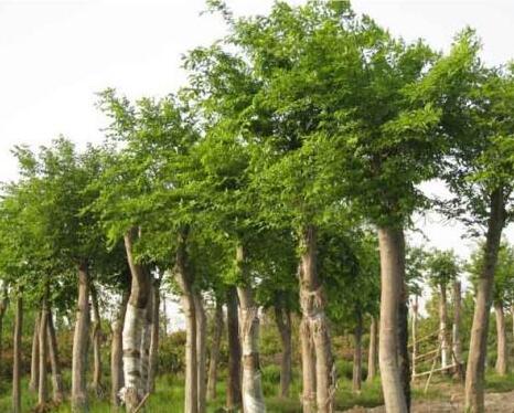 朴树 单杆朴树 丛生朴树10-25CM 福建朴树 量大价优 自产自销 绿化用苗