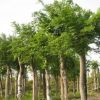 朴树 单杆朴树 丛生朴树10-25CM 福建朴树 量大价优 自产自销 绿化用苗