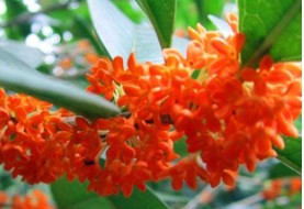 红桂花 八月桂 丹桂
