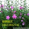 基地批发1公分2公分3公分4公分5公分6公分7公分木槿 木槿花价格