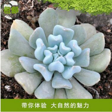 仙人多肉植物玉莲系列 多肉植物玉莲多肉盆栽植 厂家推荐图2