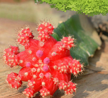 漳州仙人球批发红球盆栽 大仙人掌盆栽植物大棚直销图3