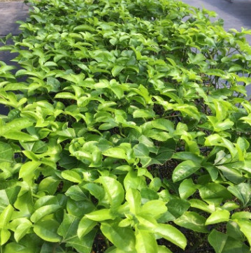 台农一号百香果苗 百香果嫁接苗 阳台种植 采摘果树 厂家直销