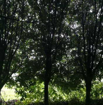 桂花树，桂花苗，精品桂花树，