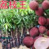 【2年苗带土球发货】无核荔枝苗嫁接苗荔枝王A4无核荔枝果树苗