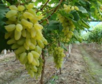 金手指葡萄树苗