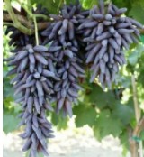 金手指葡萄树苗