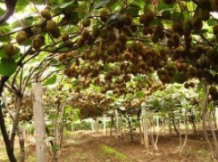 供应猕猴桃树苗