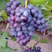 供应葡萄树苗玫瑰