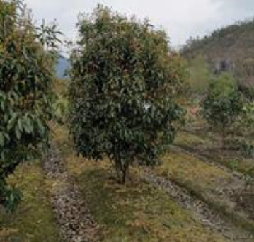 供应大量桂花 优质桂花 一手货源