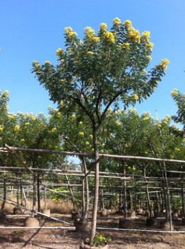 福建漳州黄花槐最大移植基地 精品黄花槐 黄槐袋苗