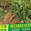 花椒树苗批发 花椒苗品种有蜀椒 川椒 红椒 红花椒 大红袍 狮子头