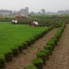 绿化工程草坪/马尼拉草皮/马尼拉暖季型草坪耐踩耐寒耐旱