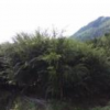 南方红豆杉