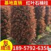 红叶石楠柱