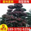 绿化苗木造型茶梅树
