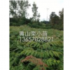 供应黄栾树小苗