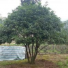四川宜宾供应精品地笼四季桂花